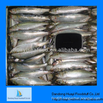 best fresh frozen sardine